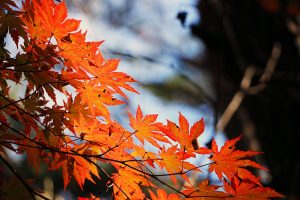 red-maple-leaf-507545_1280